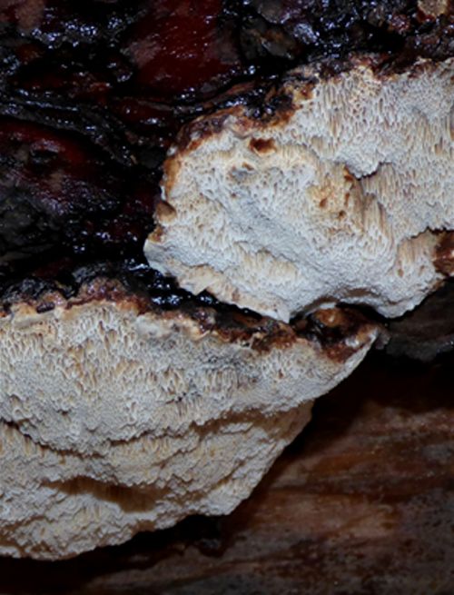 The irregular white pore surface and slotted tubes